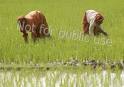 Traditional Methods Should Be Encouraged To Ease The Plight Of Indian Farmers